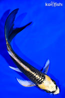 5.25" KI MATSUBA BUTTERFLY