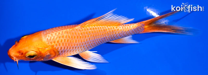 5" ORENJI OGON BUTTERFLY
