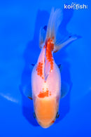 4.25" ORANDA GOLDFISH