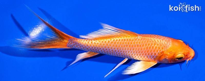 5" ORENJI OGON BUTTERFLY