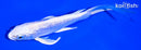 6.5" GINRIN PLATINUM OGON BUTTERFLY