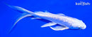 6.5" GINRIN PLATINUM OGON BUTTERFLY