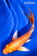 5" ORENJI OGON BUTTERFLY