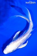 6.5" GINRIN PLATINUM OGON BUTTERFLY