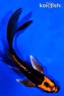 5.5" KABUTO BUTTERFLY