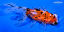 5" CALICO TELESCOPE FANTAIL GOLDFISH