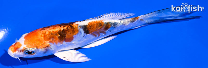 5" ARAGOKE HEISEI NISHIKI BUTTERFLY