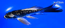5.5" GINRIN KIKOKURYU BUTTERFLY