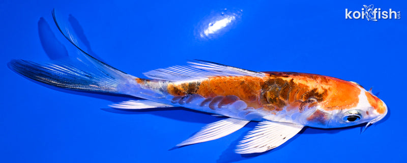 5" ARAGOKE HEISEI NISHIKI BUTTERFLY