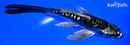 5.5" GINRIN KIKOKURYU BUTTERFLY