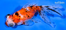 5" CALICO TELESCOPE FANTAIL GOLDFISH