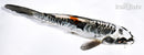 6.25" BENI KIKOKURYU