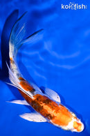 5" ARAGOKE HEISEI NISHIKI BUTTERFLY