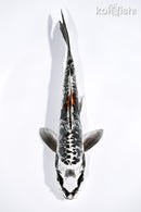 6.25" BENI KIKOKURYU