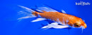 6" GINRIN HARIWAKE BUTTERFLY