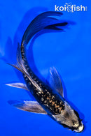5.5" GINRIN KIKOKURYU BUTTERFLY