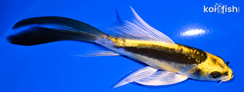 5.25" KIN KIKOKURYU BUTTERFLY