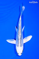 5.5" GINRIN GIN MATSUBA BUTTERFLY