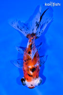 5" CALICO TELESCOPE FANTAIL GOLDFISH