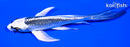 5.5" GIN MATSUBA BUTTERFLY