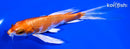 6" GINRIN HARIWAKE BUTTERFLY