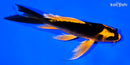 5.75" ORENJI MATSUBA BUTTERFLY