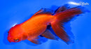 5.25" ORANDA GOLDFISH