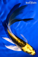 5.25" KIN KIKOKURYU BUTTERFLY