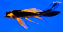 5.75" ORENJI MATSUBA BUTTERFLY