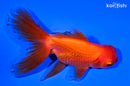 5.25" ORANDA GOLDFISH