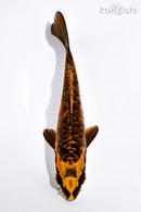 6" DOITSU ORENJI MATSUBA