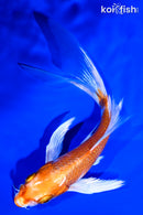 6" GINRIN HARIWAKE BUTTERFLY