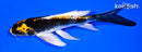 5.25" KI GINGA BUTTERFLY