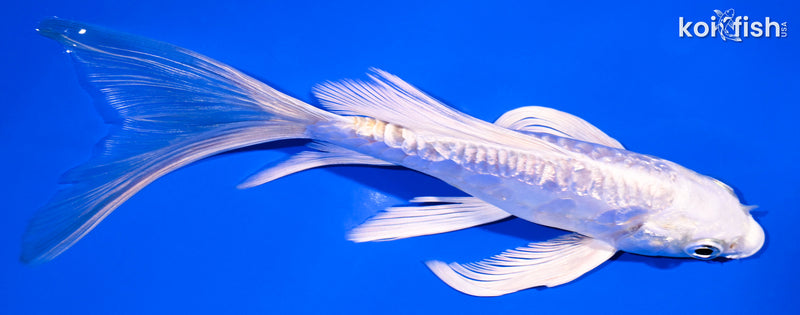5.75" GINRIN ARAGOKE PLATINUM OGON BUTTERFLY