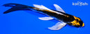 5.25" KI GINGA BUTTERFLY