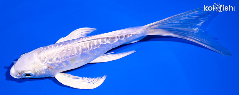 5.75" GINRIN ARAGOKE PLATINUM OGON BUTTERFLY