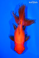 5.25" ORANDA GOLDFISH