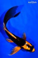 5.75" ORENJI MATSUBA BUTTERFLY