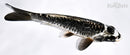 7" KIKOKURYU