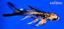 4.75" BENI KIKOKURYU BUTTERFLY