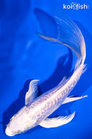 5.75" GINRIN ARAGOKE PLATINUM OGON BUTTERFLY