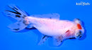 4.75" TANCHO TELESCOPE FANTAIL GOLDFISH
