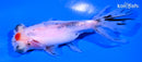 4.75" TANCHO TELESCOPE FANTAIL GOLDFISH