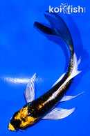 5.25" KI GINGA BUTTERFLY