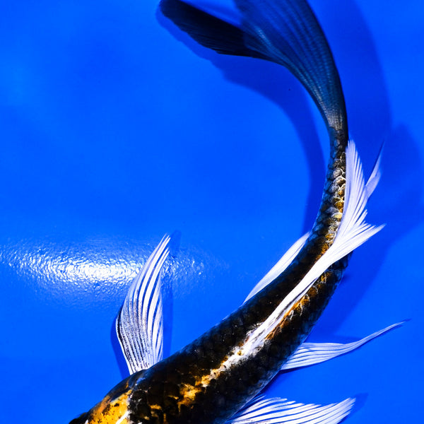 Koi Fish for Sale | Buy Koi Online | Koi Fish USA – Tagged