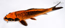 6.75" ORENJI MATSUBA