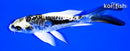 5.25" KIN KIKOKURYU BUTTERFLY