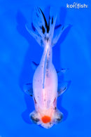 4.75" TANCHO TELESCOPE FANTAIL GOLDFISH