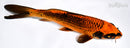 6.75" ORENJI MATSUBA