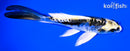 5.25" KIN KIKOKURYU BUTTERFLY
